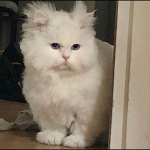 Meet your Posher, Yen